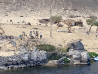 2023-11-20-Naturfahrt-auf-dem-Nil-Kamele