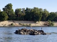 2023-11-20-Naturfahrt-auf-dem-Nil-mit-vielen-Vögeln