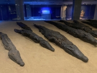 Krokodilmuseum-beim-Ausgang-des-Tempels
