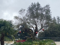 Riesenbaum-im-Botanischen-Garten