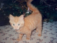 1994 12 24 Weihnachtsgeschenk Garfield