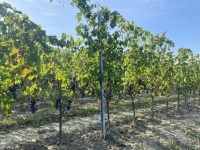 Italien-Weinbaugebiete-im-Piemont-Kopfbild