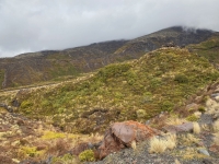 Neuseeland Nationalpark Tongariro Kopfbild